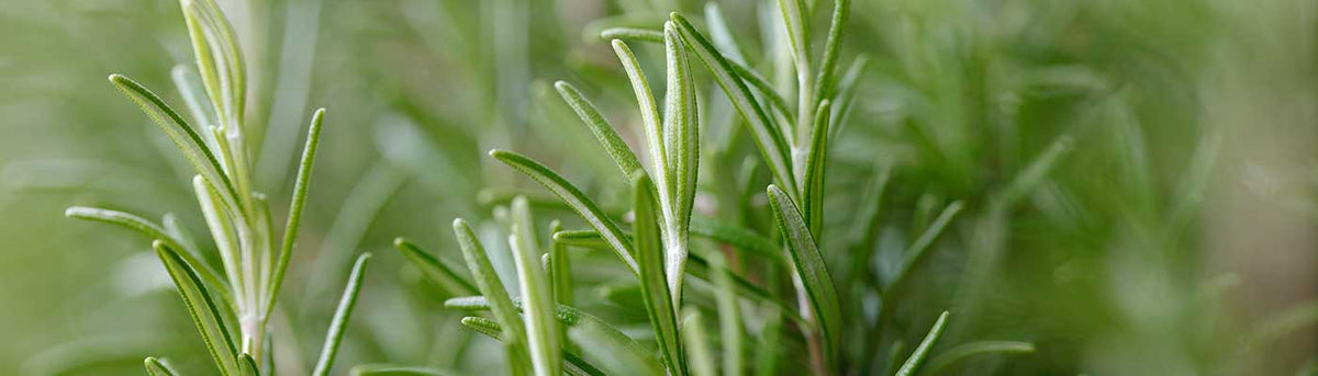 rosemary