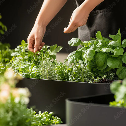 Herbal