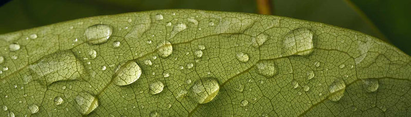 leaf-up-close