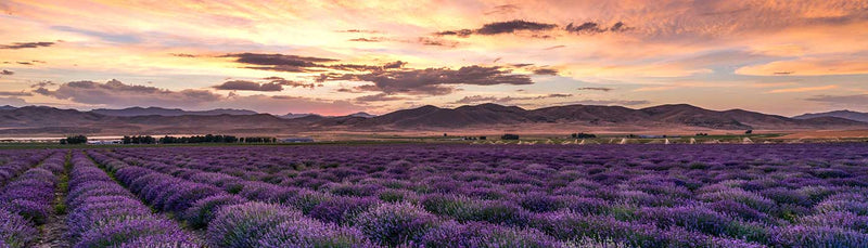 mona-lavender-field