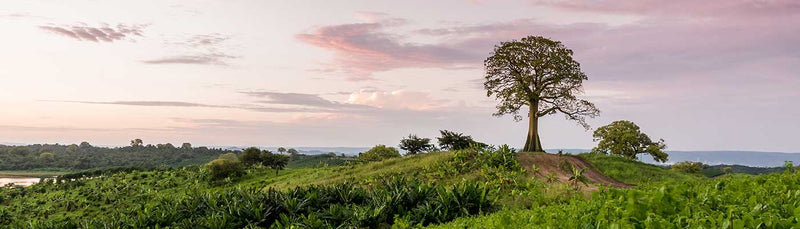 farm-with-tree