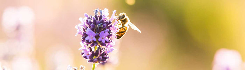 lavender-close-up