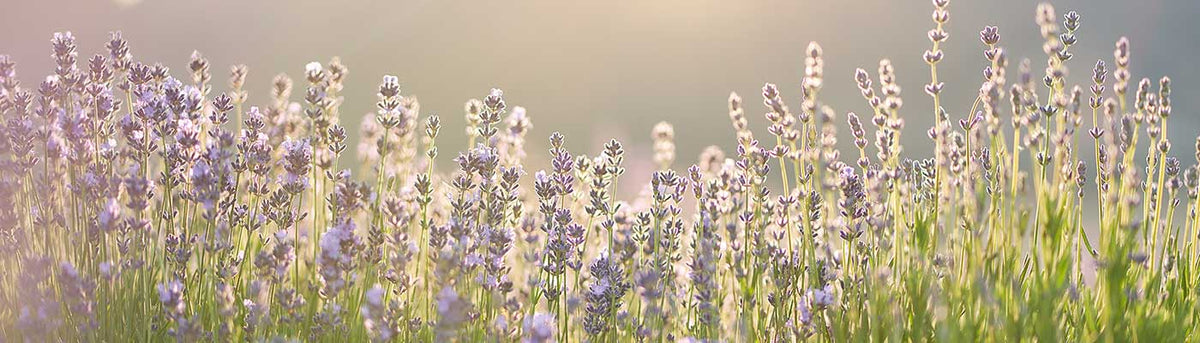 lavender