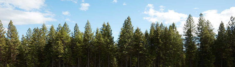 pine-trees