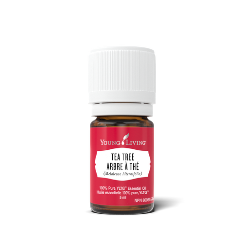 A 5 ml bottle of Young Living Tea Tree Essential Oil on a clean white background. The bottle is made of amber glass, has a white ribbed cap, and features a red label with white text.
